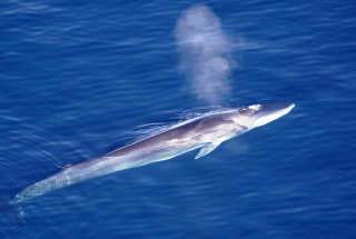 Mediterranean whales - the Finback whale