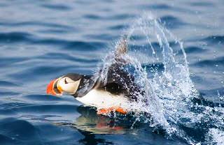 Mediterranean whales and dolphins