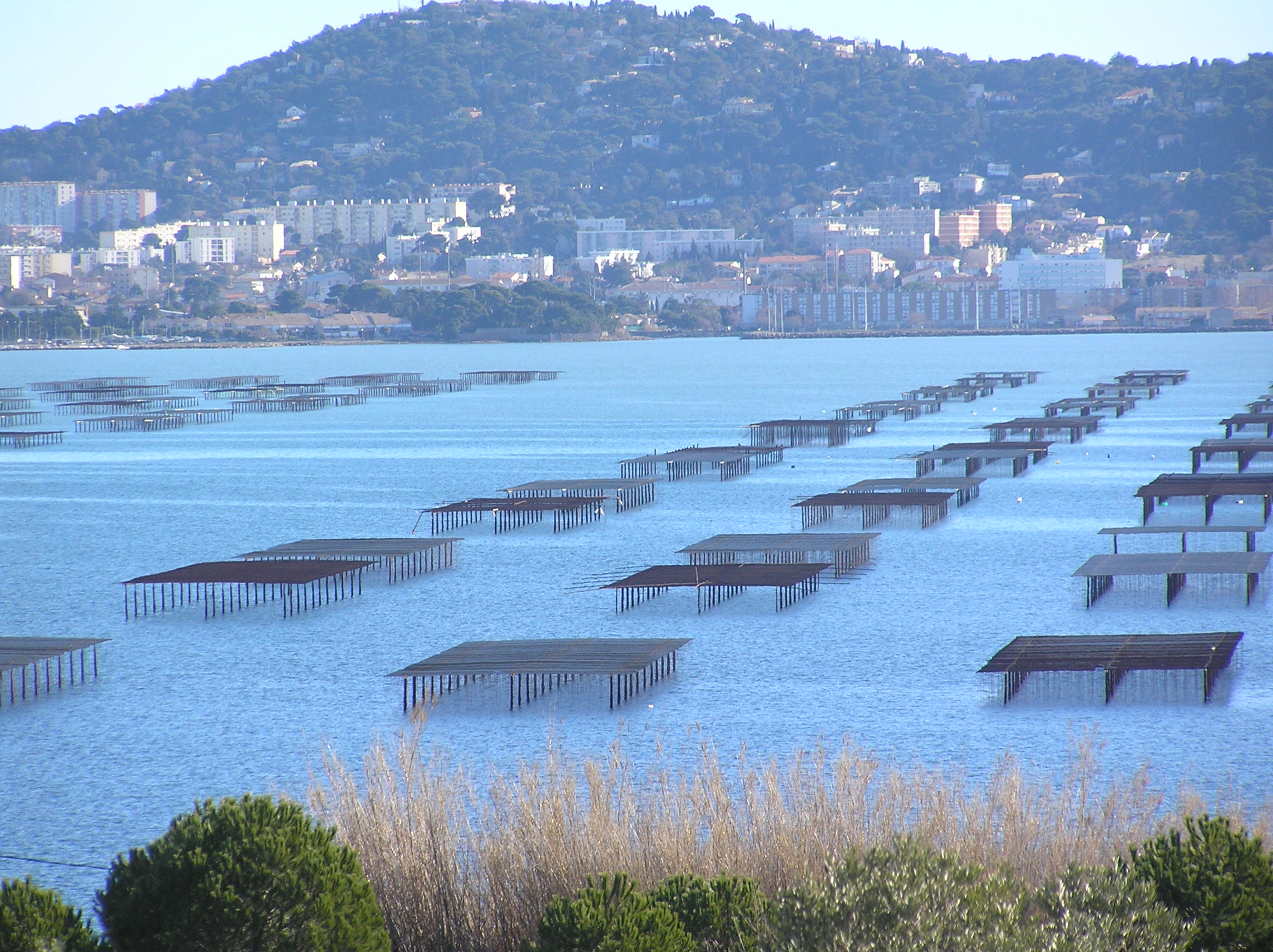 Wonderful tour of Mediterranean and Bassin de Thau areas