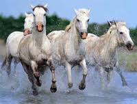 Languedoc horses